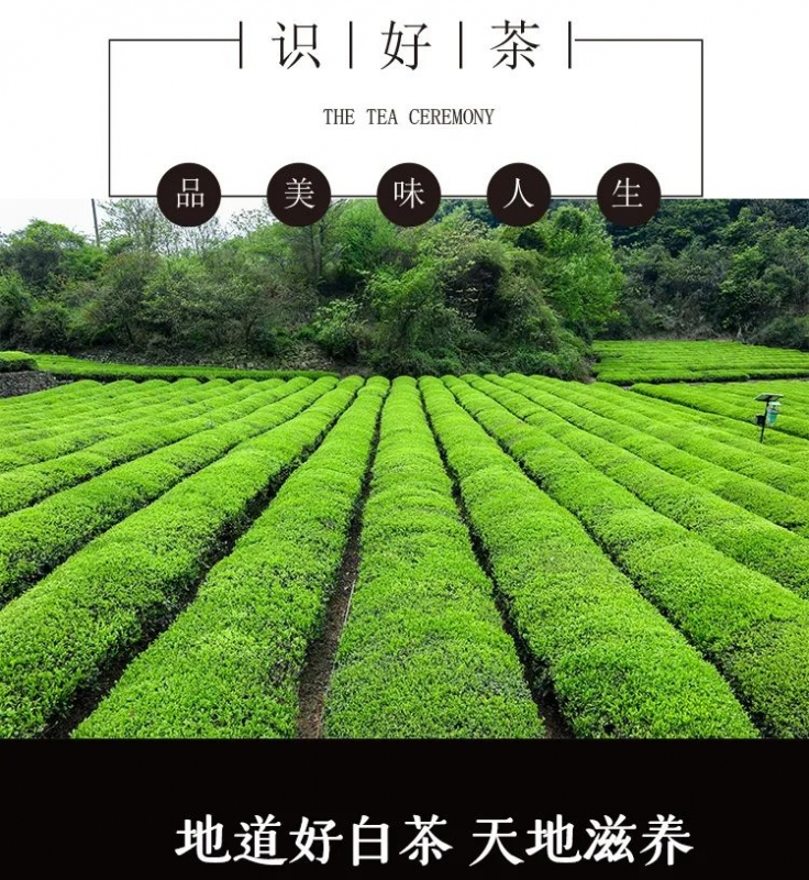 夏天的第一口鲜爽  棉佑堂安吉白茶